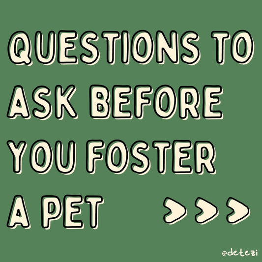 Questions to ask before you foster - Detezi Designs