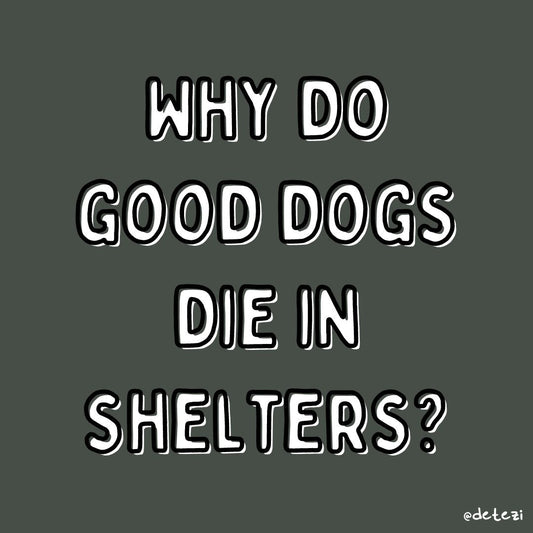 Why do good dogs die in shelters? - Detezi Designs