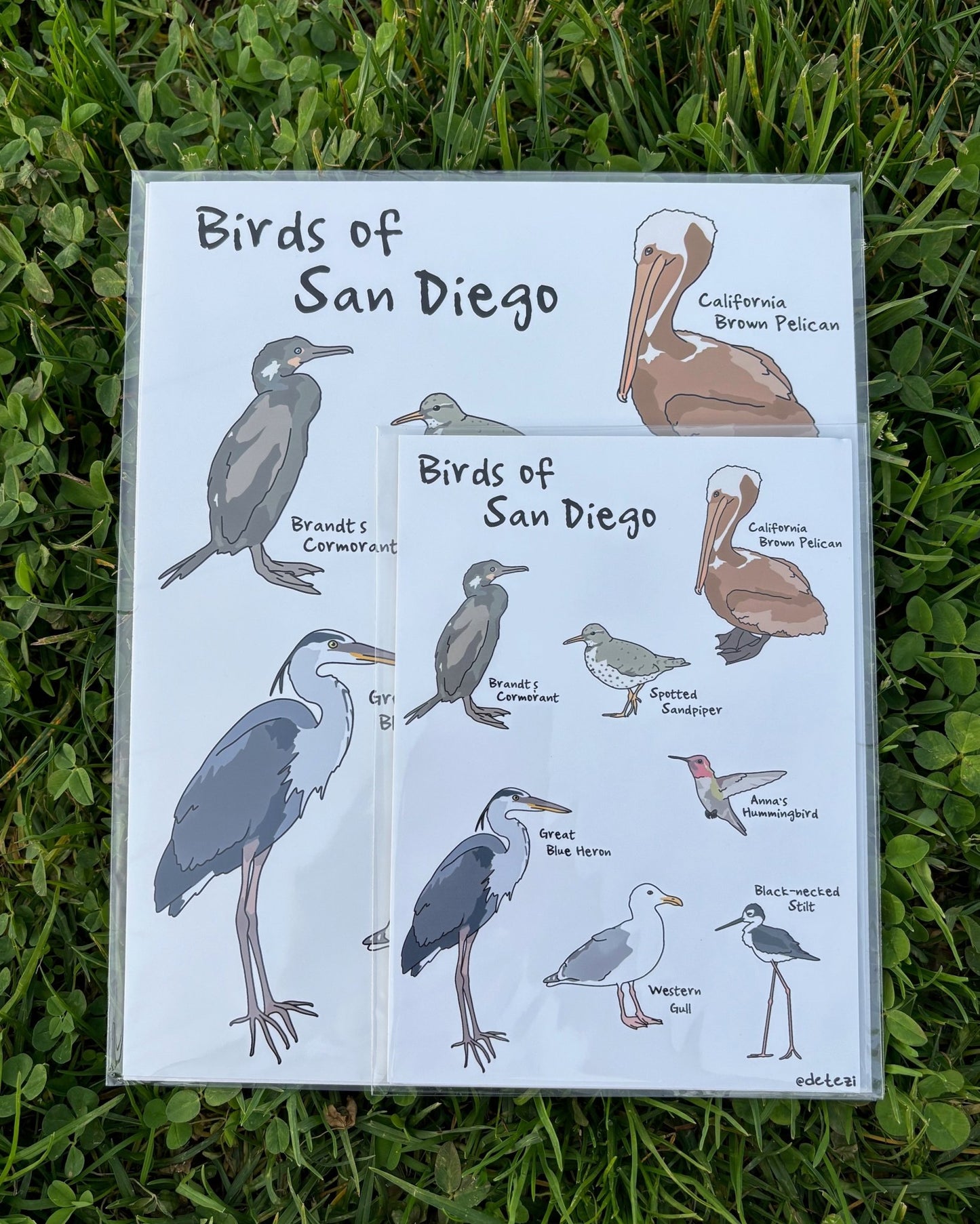 Birds of San Diego | Giclee Fine Art Print - Detezi Designs -