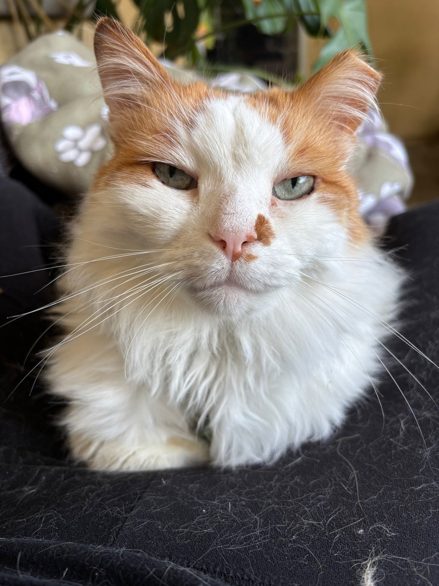 Deebus | 3" Vinyl Sticker - Detezi Designs -