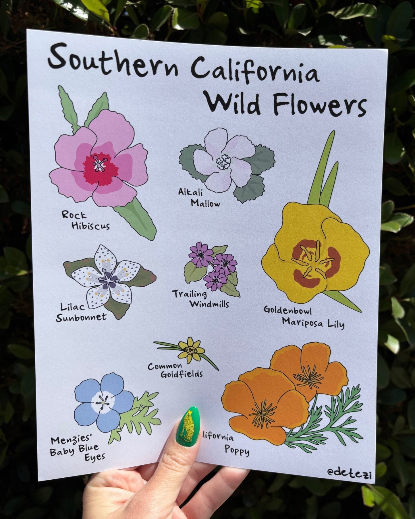 Southern California Wildflowers | Giclée Fine Art Print - Detezi Designs -