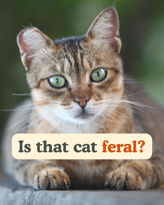 Is that cat feral? - Detezi Designs