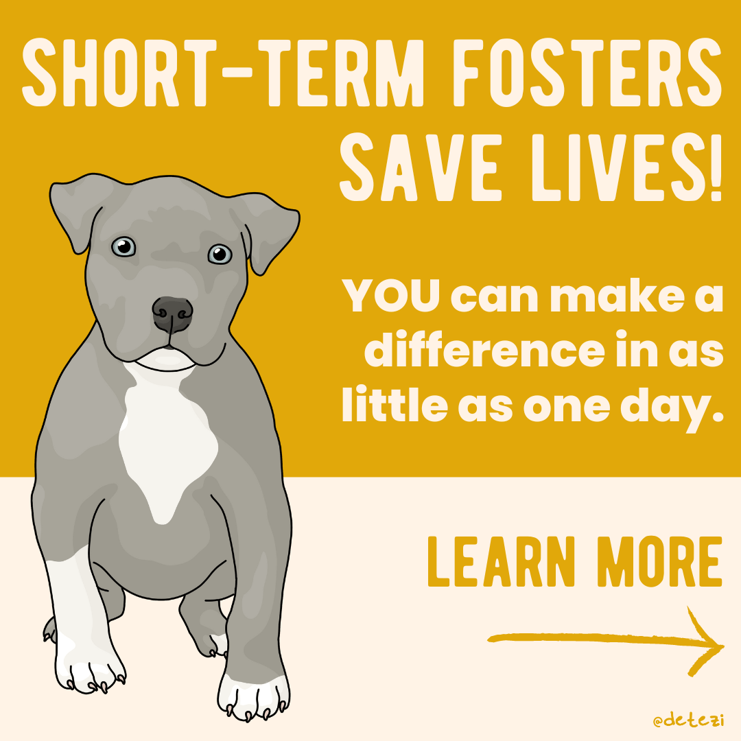 Short-term foster programs save lives – Detezi Designs