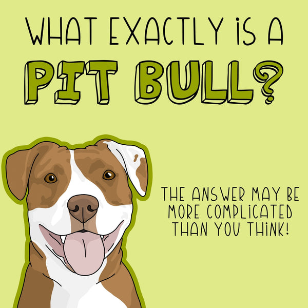 What exactly is a 'pit bull?'