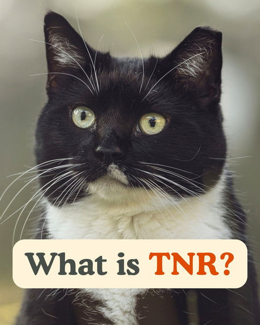What is TNR? - Detezi Designs