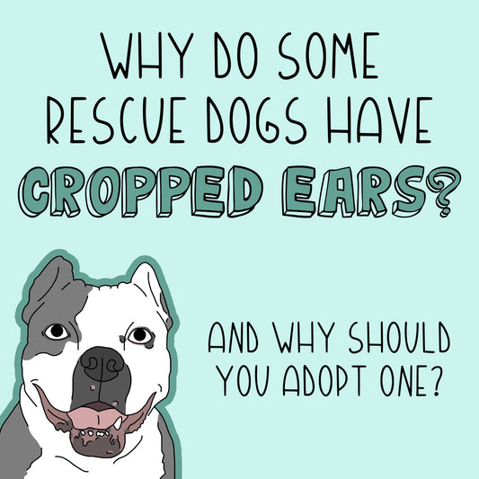Why do some rescue dogs have cropped ears? - Detezi Designs