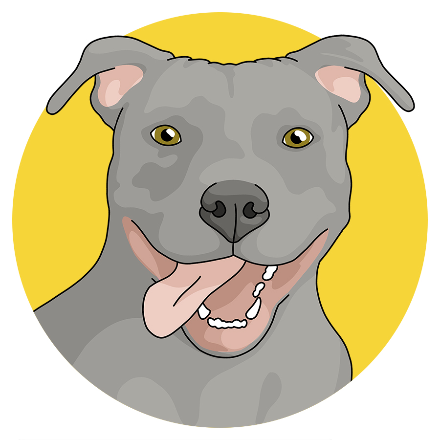 American Pit Bull Terriers - Detezi Designs