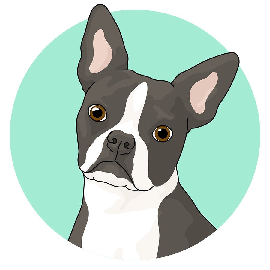 Boston Terrier - Detezi Designs