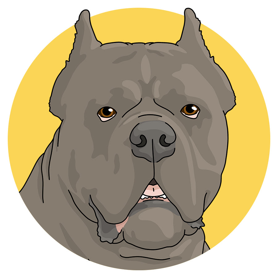 Cane Corso - Detezi Designs