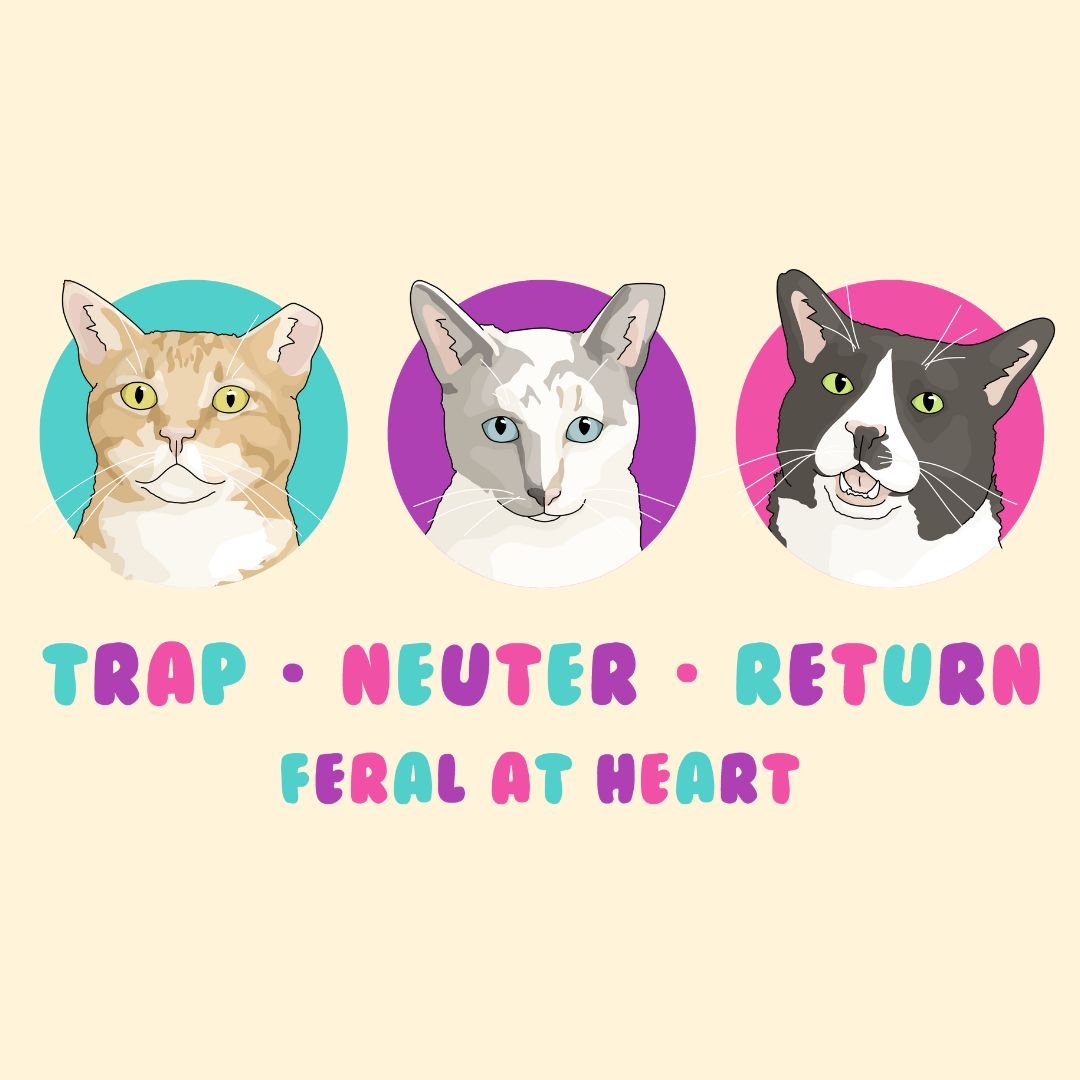 Colorful Kitties | Feral At Heart - Detezi Designs