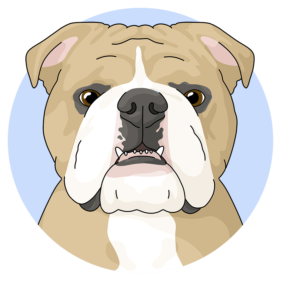 English Bulldogs - Detezi Designs