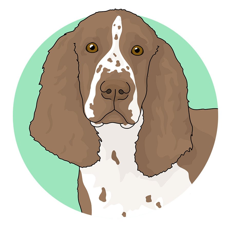 English Springer Spaniel - Detezi Designs