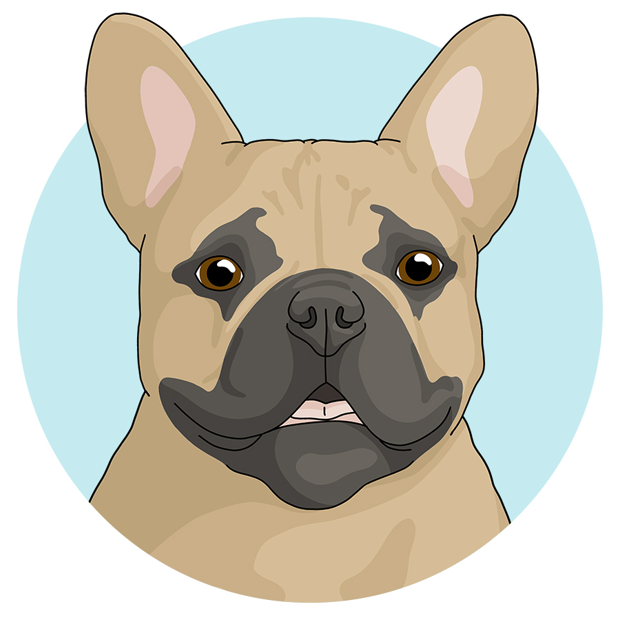 French Bulldogs - Detezi Designs