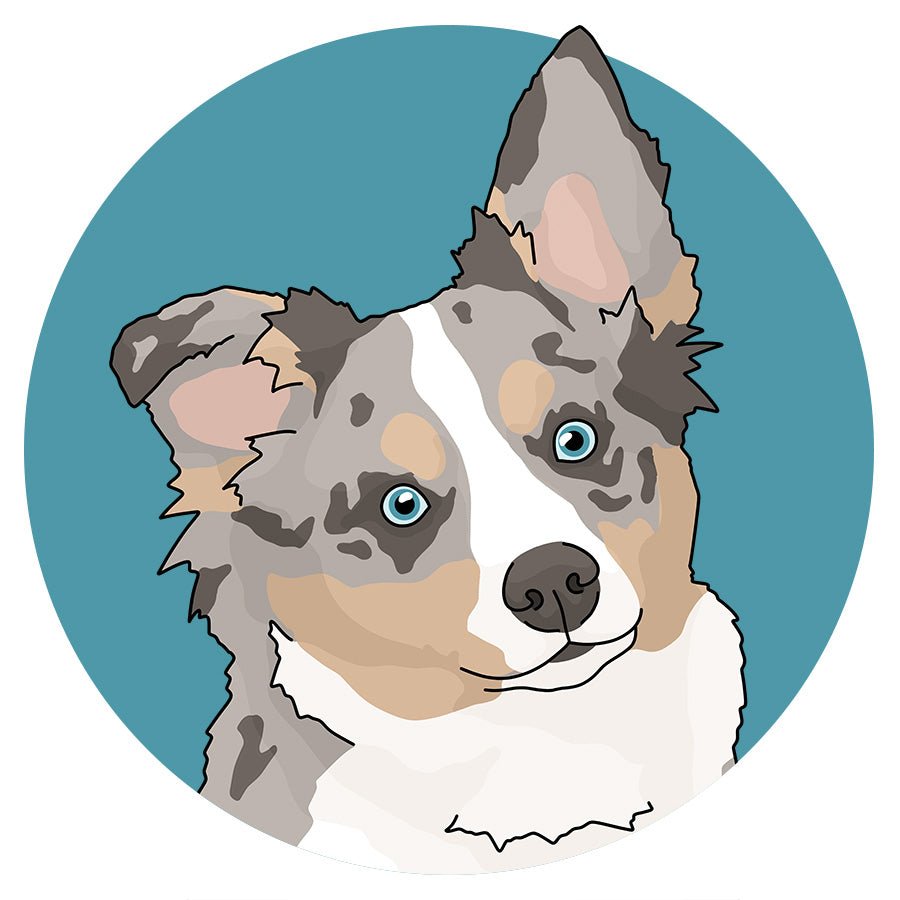 Miniature Australian/American Shepherd - Detezi Designs