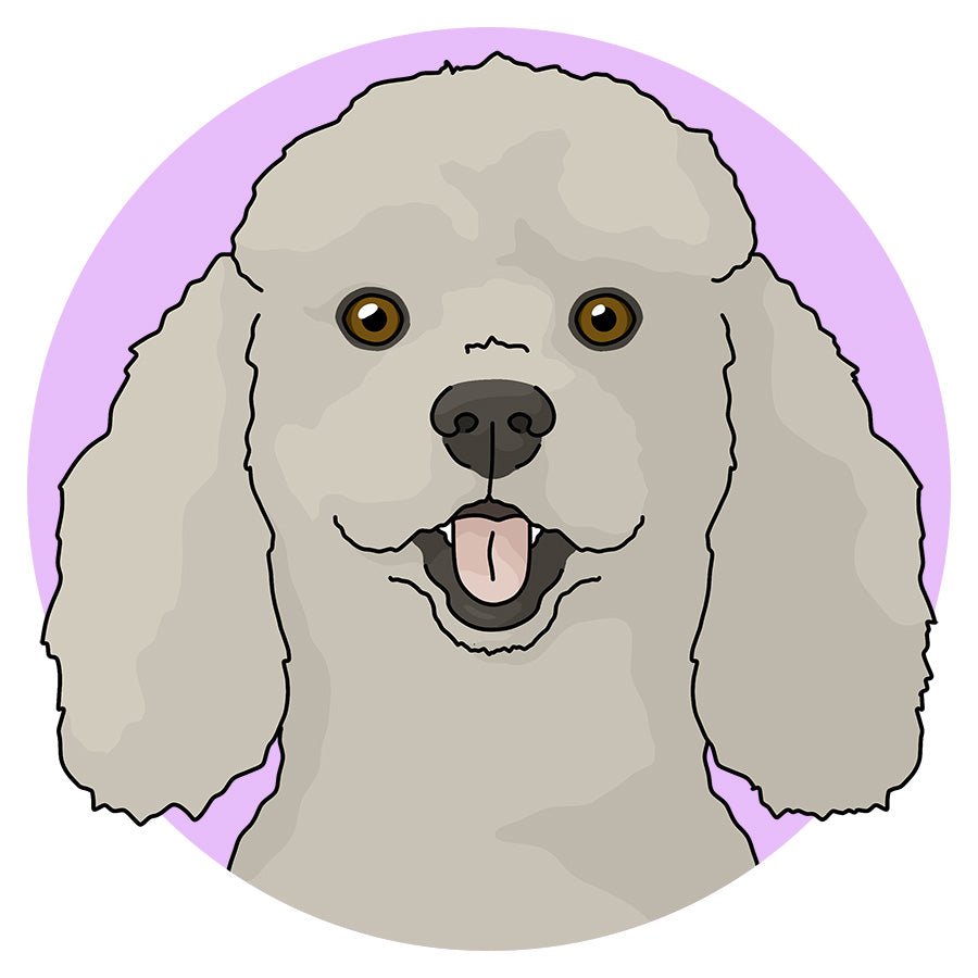 Miniature Poodle - Detezi Designs