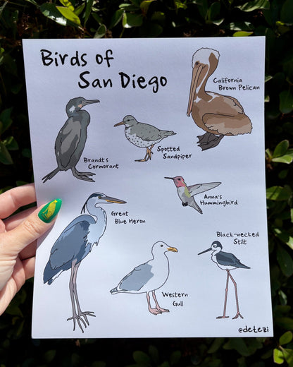 Birds of San Diego | Giclée Fine Art Print - Detezi Designs - 