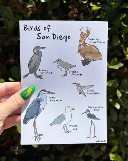 Birds of San Diego | Giclée Fine Art Print - Detezi Designs - 