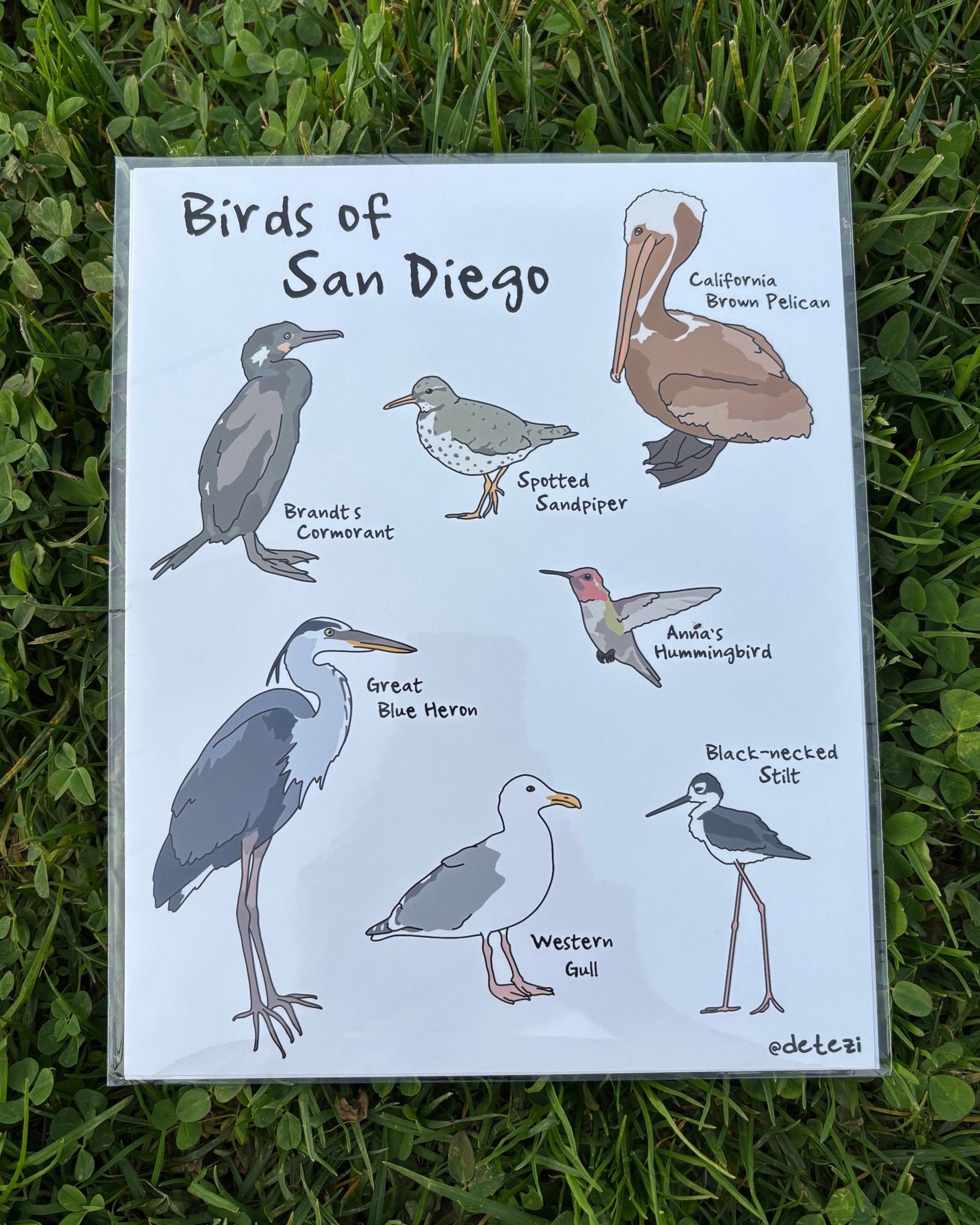 Birds of San Diego | Giclee Fine Art Print - Detezi Designs - 