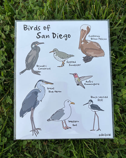 Birds of San Diego | Giclee Fine Art Print - Detezi Designs - 