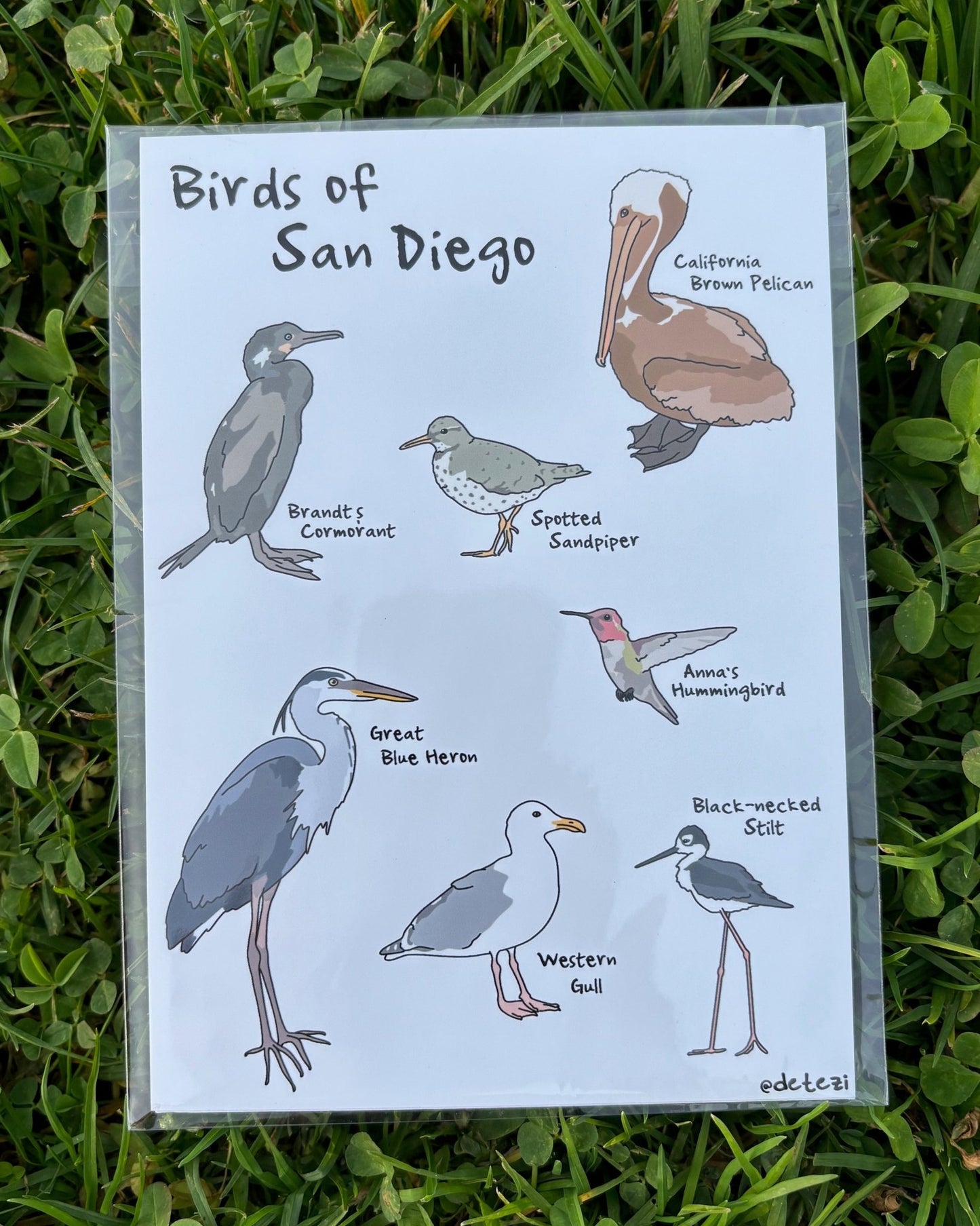 Birds of San Diego | Giclee Fine Art Print - Detezi Designs - 