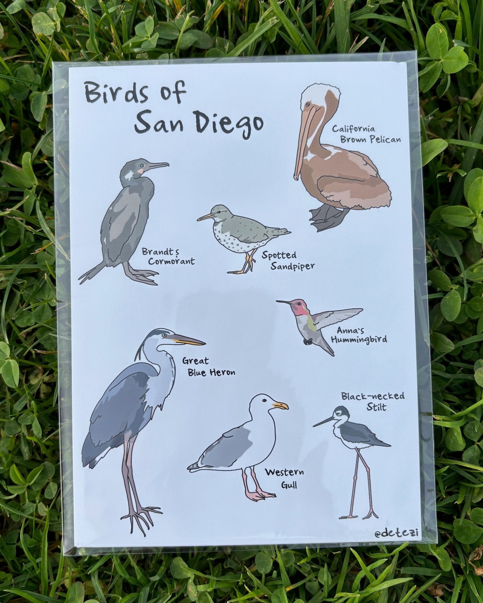 Birds of San Diego | Giclee Fine Art Print - Detezi Designs - 