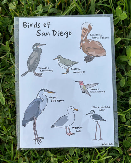 Birds of San Diego | Giclee Fine Art Print - Detezi Designs - 