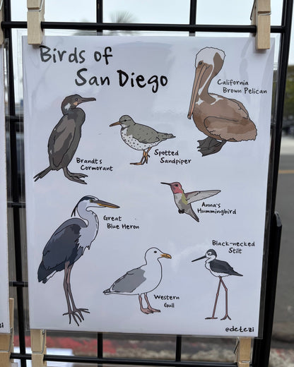 Birds of San Diego | Giclee Fine Art Print - Detezi Designs - 