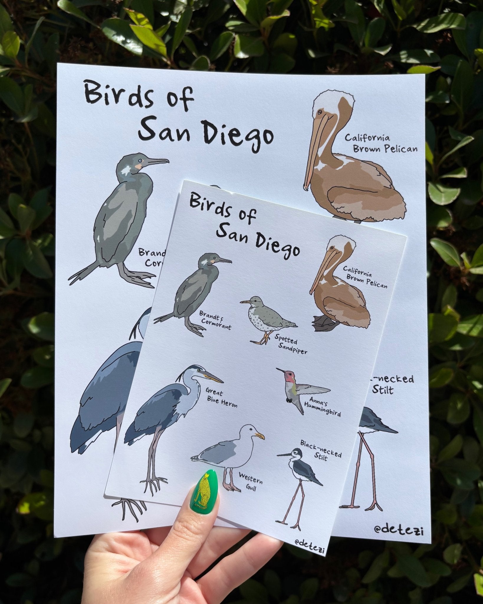 Birds of San Diego | Giclée Fine Art Print - Detezi Designs - 
