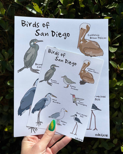Birds of San Diego | Giclée Fine Art Print - Detezi Designs - 