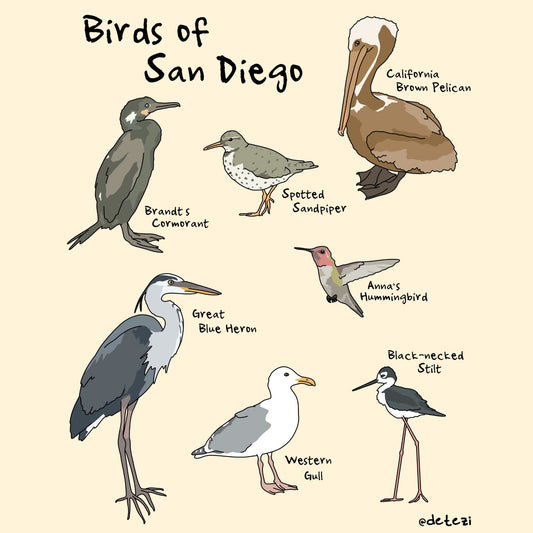 Birds of San Diego | Giclee Fine Art Print - Detezi Designs - 