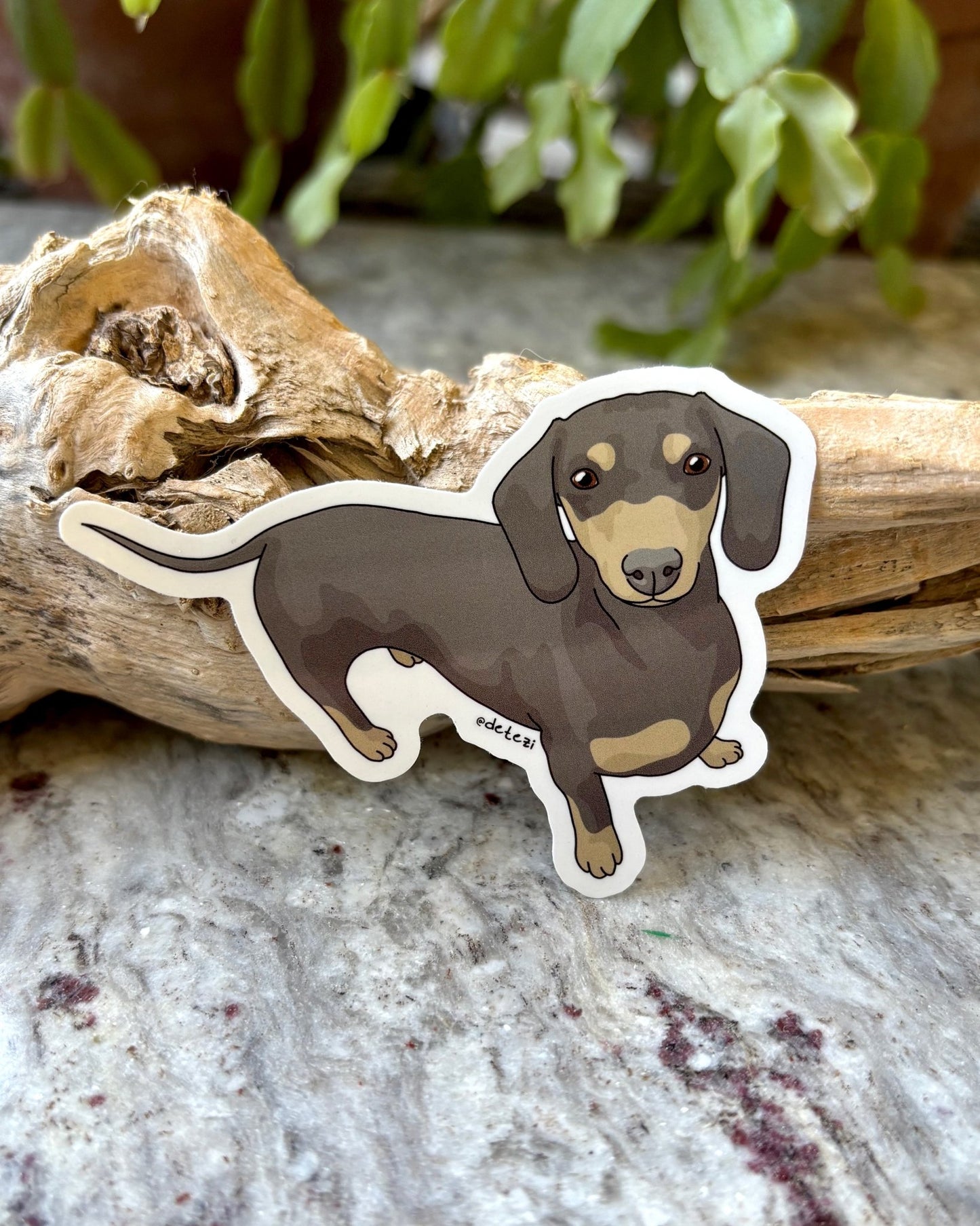 Dachshund | Short Hair | 3" Vinyl Sticker - Detezi Designs - 