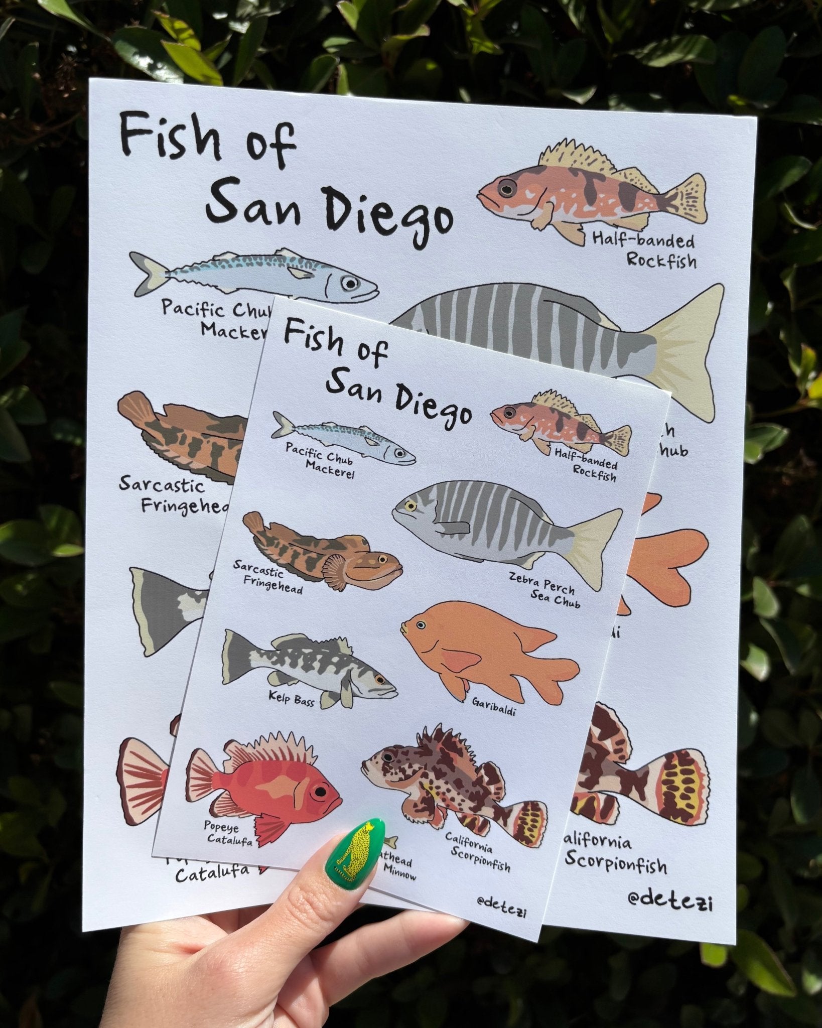 Fish of San Diego | Giclée Fine Art Print - Detezi Designs - 