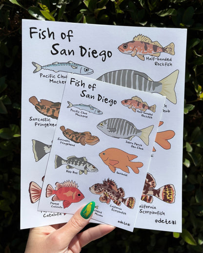 Fish of San Diego | Giclée Fine Art Print - Detezi Designs - 