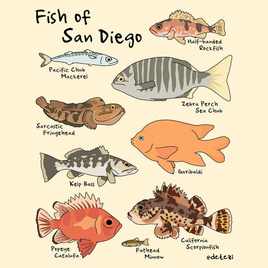Fish of San Diego | Giclée Fine Art Print - Detezi Designs - 