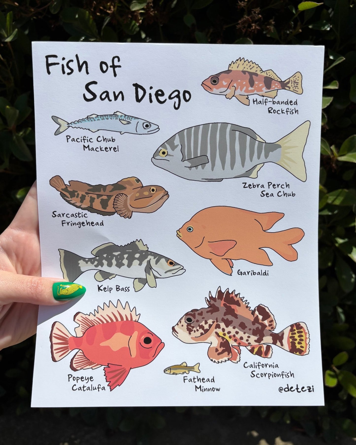 Fish of San Diego | Giclée Fine Art Print - Detezi Designs - 