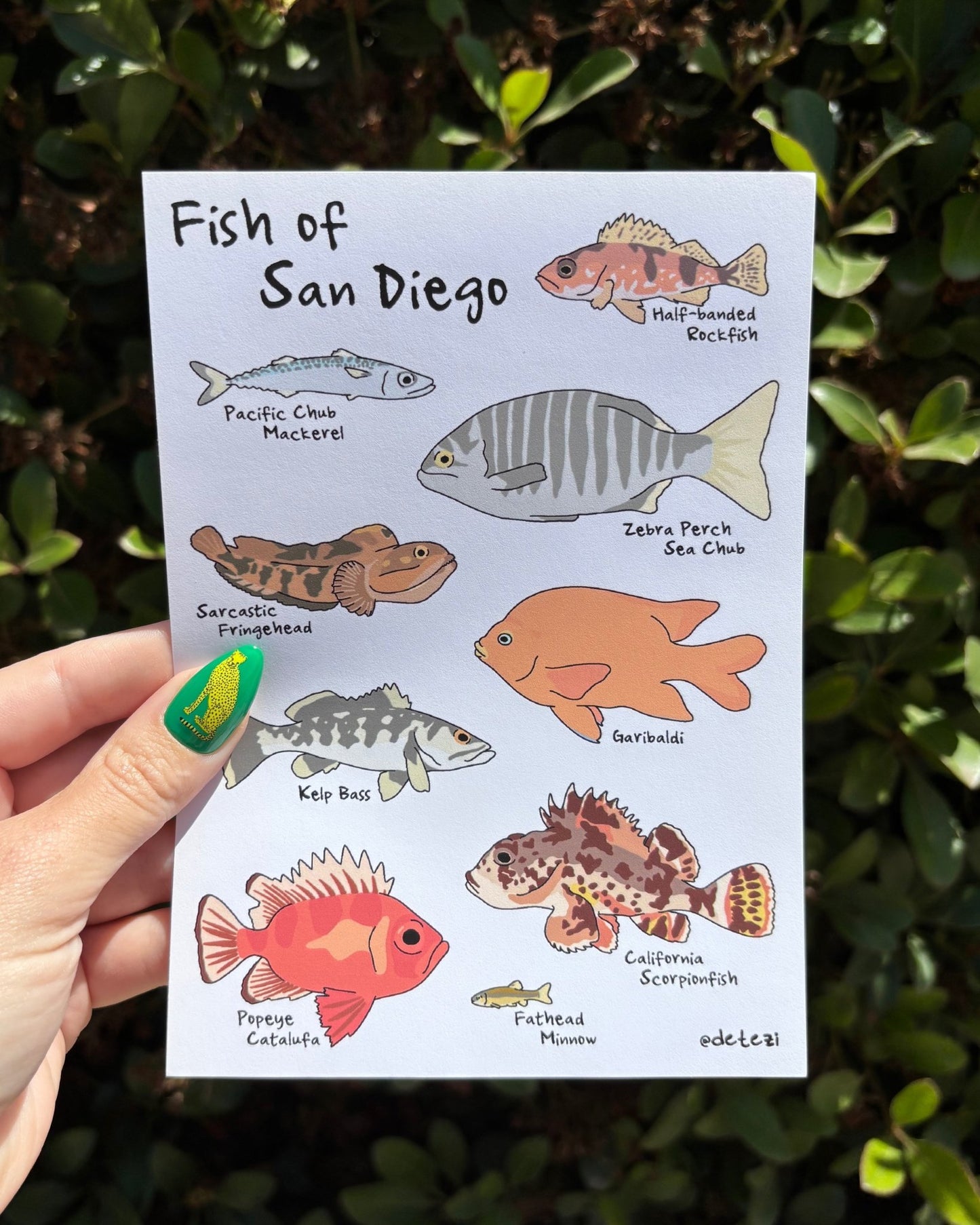 Fish of San Diego | Giclée Fine Art Print - Detezi Designs - 