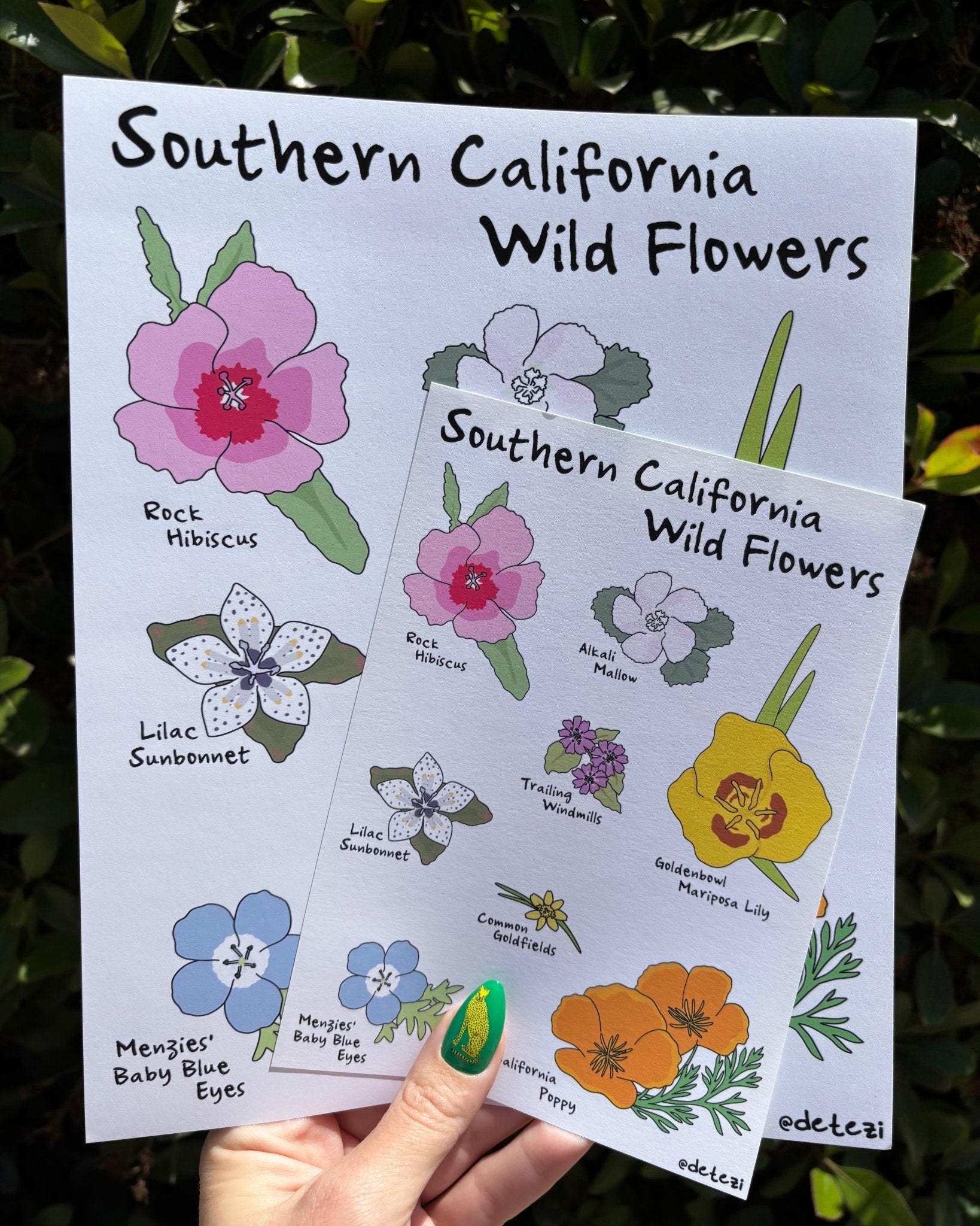 Southern California Wildflowers | Giclée Fine Art Print - Detezi Designs - 
