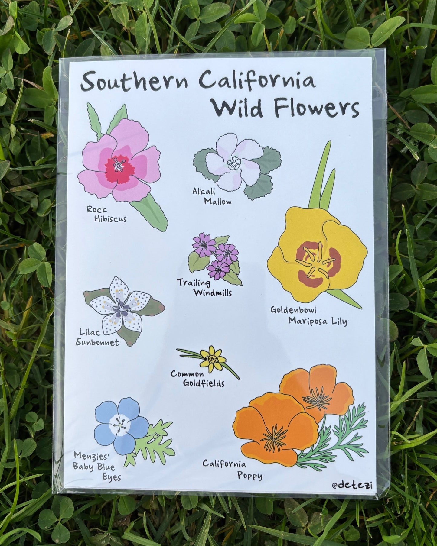 Southern California Wildflowers | Giclee Fine Art Print - Detezi Designs - 